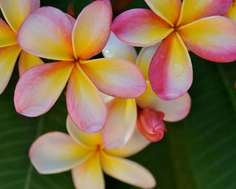 プルメリア SWEET VALENTINE Plumeria by Nui 【公式通販】